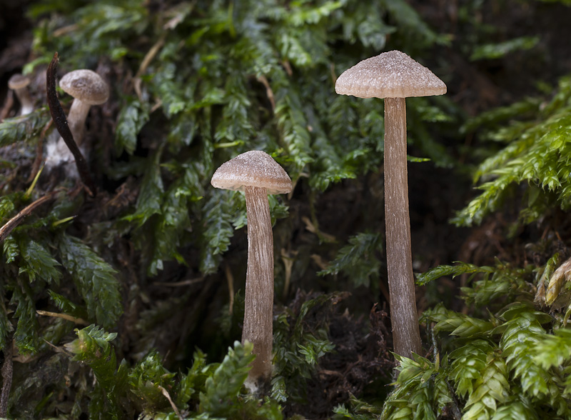 Entoloma nitens